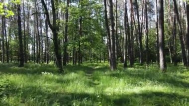 Yaz günlerinde ormandaki ağaçlar