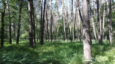 Yaz günlerinde ormandaki ağaçlar