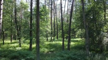 Yaz günlerinde ormandaki ağaçlar