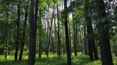 Yaz günlerinde ormandaki ağaçlar