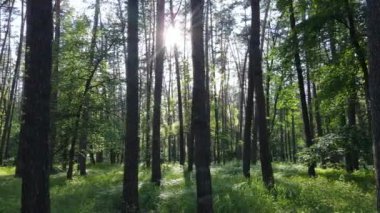 Yaz günlerinde ormandaki ağaçlar