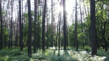 Yaz günlerinde ormandaki ağaçlar