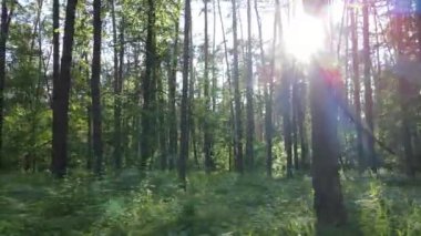 Yaz günlerinde ormandaki ağaçlar