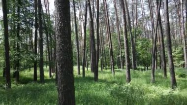 Yaz günlerinde ormandaki ağaçlar