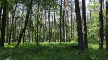 Yaz günlerinde ormandaki ağaçlar