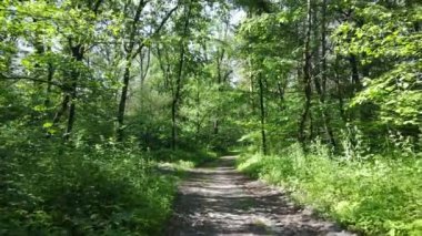 Yaz günlerinde ormandaki ağaçlar