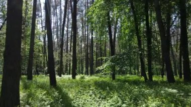 Yaz günlerinde ormandaki ağaçlar