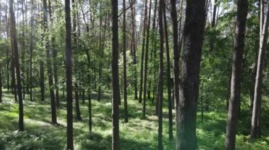 Yaz günlerinde ormandaki ağaçlar