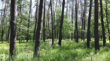 Yaz günlerinde ormandaki ağaçlar