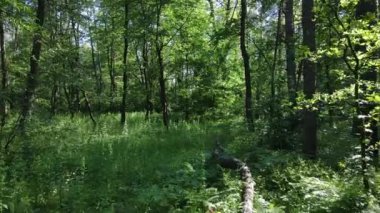 Yaz günlerinde ormandaki ağaçlar