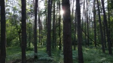 Yaz günlerinde ormandaki ağaçlar
