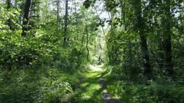 Yaz günlerinde ormandaki ağaçlar