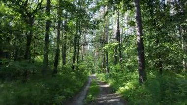 Yaz günlerinde ormandaki ağaçlar