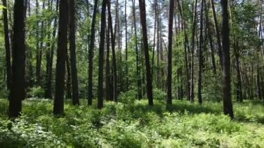 Yaz günlerinde ormandaki ağaçlar