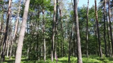 Yaz günlerinde ormandaki ağaçlar