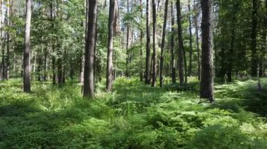 Yaz günlerinde ormandaki ağaçlar