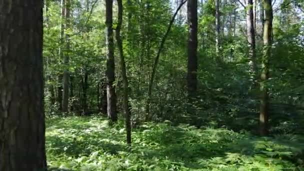 Fák az erdőben nyárra — Stock videók