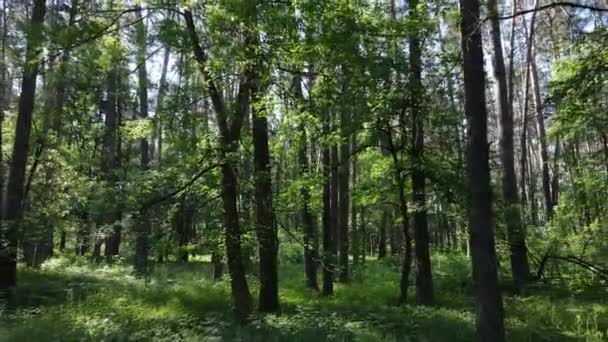 Arbres dans la forêt par jour d'été — Video