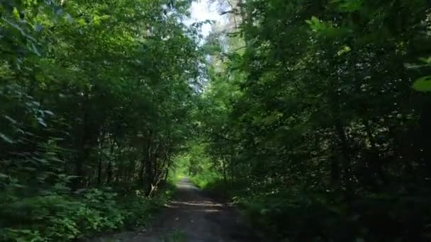 Träd i skogen efter sommardag — Stockvideo