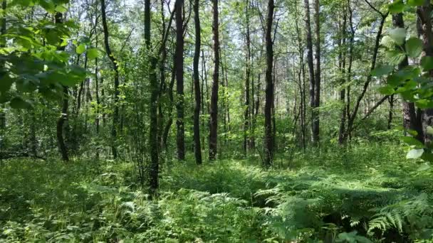 Árvores na floresta por dia de verão — Vídeo de Stock