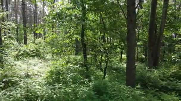 Träd i skogen efter sommardag — Stockvideo