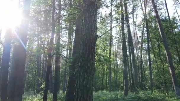 Trees in the forest by summer day — Stock Video