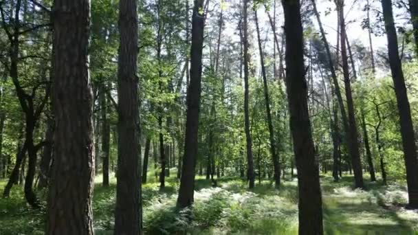 Arbres dans la forêt par jour d'été — Video