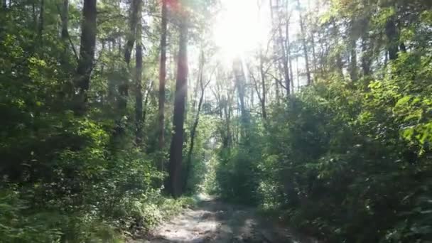 Bomen in het bos tegen de zomerdag — Stockvideo