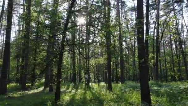Drzewa w lesie w letni dzień — Wideo stockowe