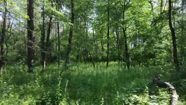 Alberi nella foresta entro il giorno d'estate — Video Stock