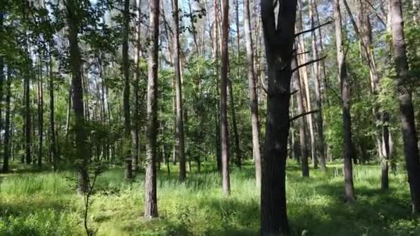 Bomen in het bos tegen de zomerdag — Stockvideo