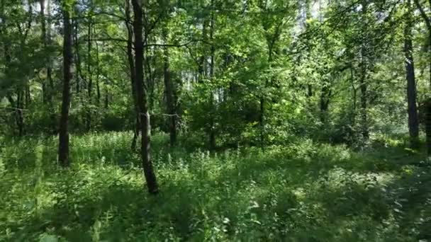 Bäume im Wald an Sommertagen — Stockvideo