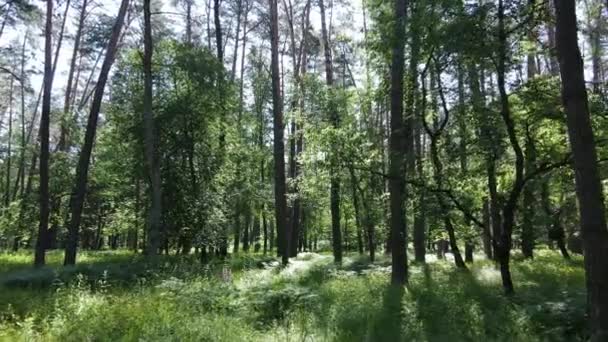 Arbres dans la forêt par jour d'été — Video