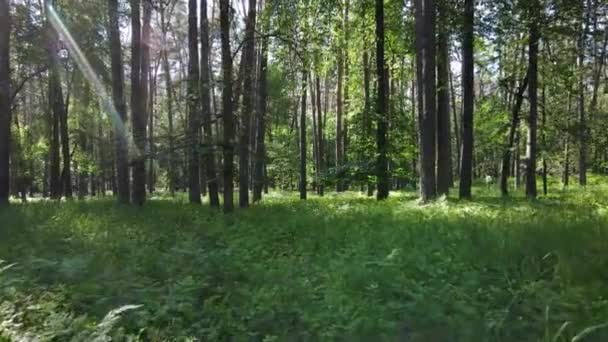 Bäume im Wald an Sommertagen — Stockvideo