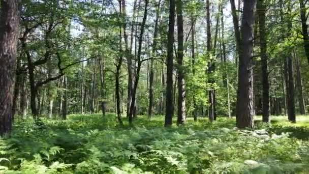 夏日前森林里的树 — 图库视频影像