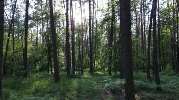 Bomen in het bos tegen de zomerdag — Stockvideo