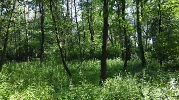 Bäume im Wald an Sommertagen — Stockvideo