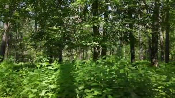 Bomen in het bos tegen de zomerdag — Stockvideo