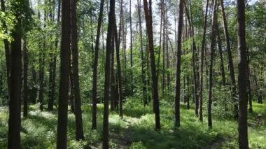 Yaz günlerinde ormandaki ağaçlar