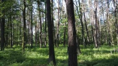 Yaz günlerinde ormandaki ağaçlar