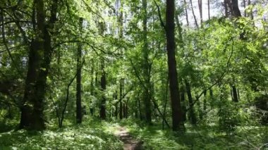 Yaz günlerinde ormandaki ağaçlar