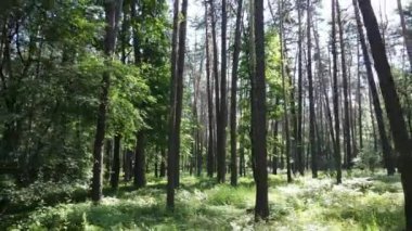 Yaz günlerinde ormandaki ağaçlar