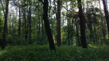 Yaz günlerinde ormandaki ağaçlar
