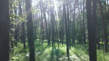 Yaz günlerinde ormandaki ağaçlar