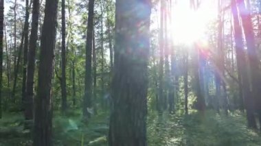 Yaz günlerinde ormandaki ağaçlar