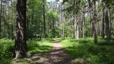 Yaz günlerinde ormandaki ağaçlar