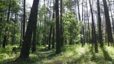 Yaz günlerinde ormandaki ağaçlar