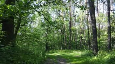 Yaz günlerinde ormandaki ağaçlar