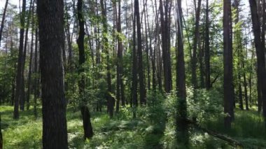 Yaz günlerinde ormandaki ağaçlar