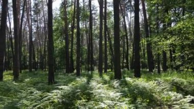 Yaz günlerinde ormandaki ağaçlar